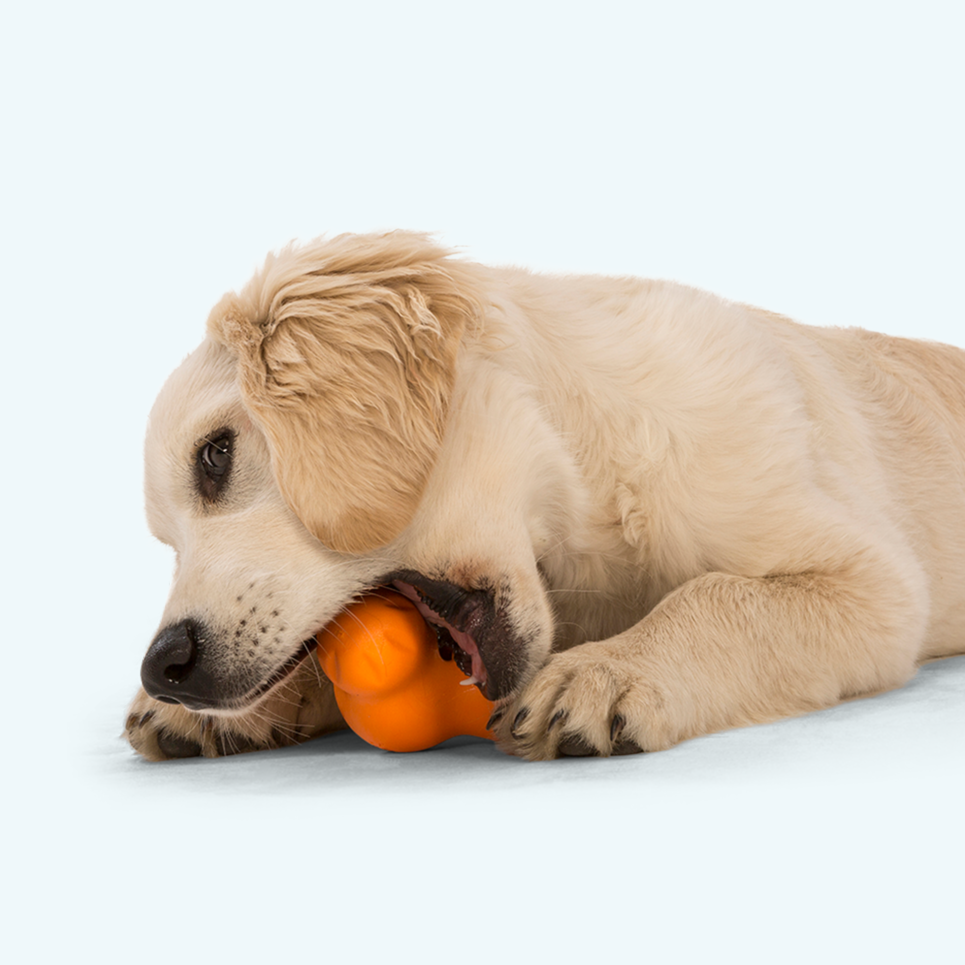Tux Interactive Dog Toy Durable Play Premium Premium Pet Supply - gallery image 5