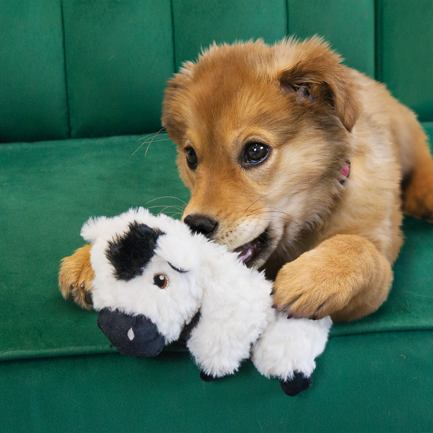 KONG Comfort Tykes Cow Plush Dog Toy Durable Play - lifestyle view