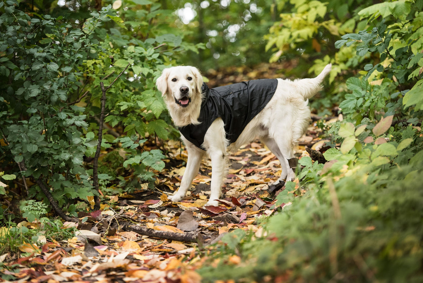 Us Army Packable Dog Raincoat Black Dog Apparel Premium Pet - gallery image 5