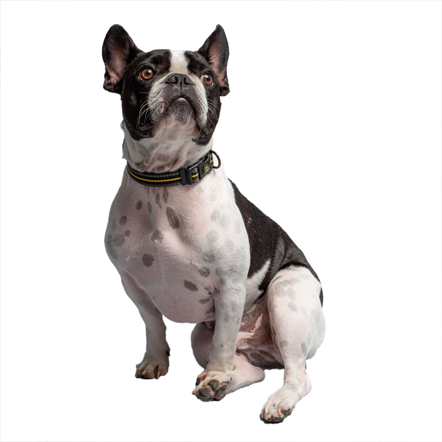Dog Collar Adjustable Everyday Wear Adjustable Dark Camo - lifestyle view