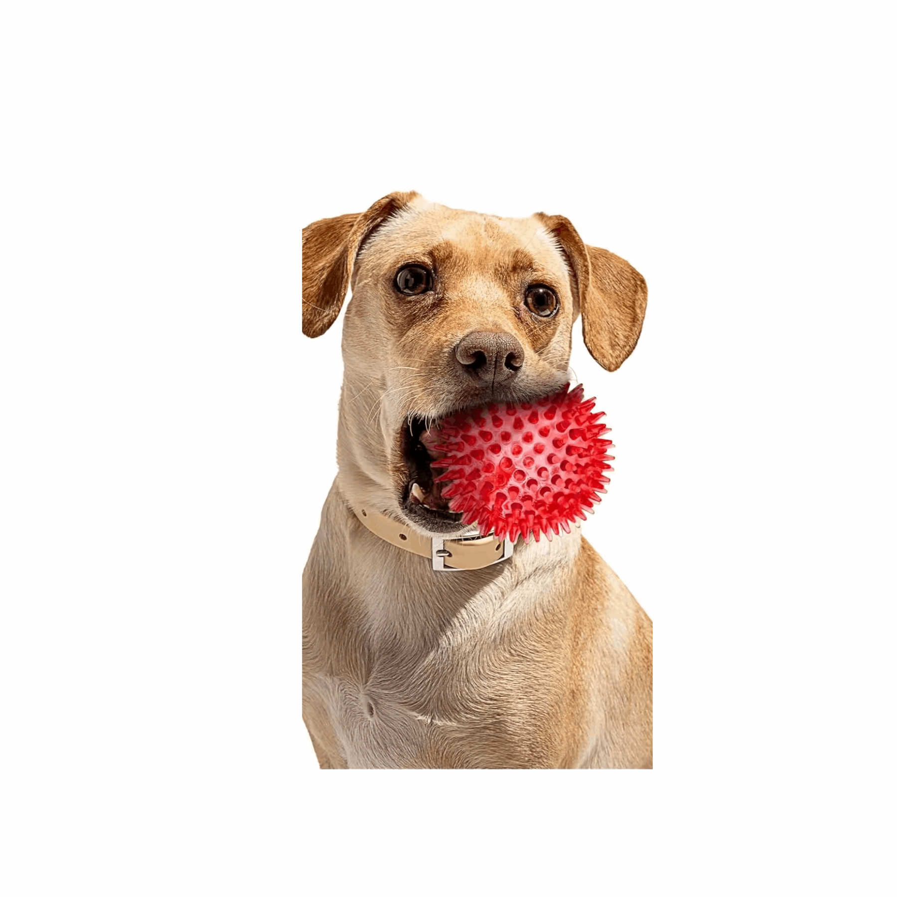 Dog Treats 2 5 Squeaky Interactive Dog Balls for Puppy Teeth - gallery image 13