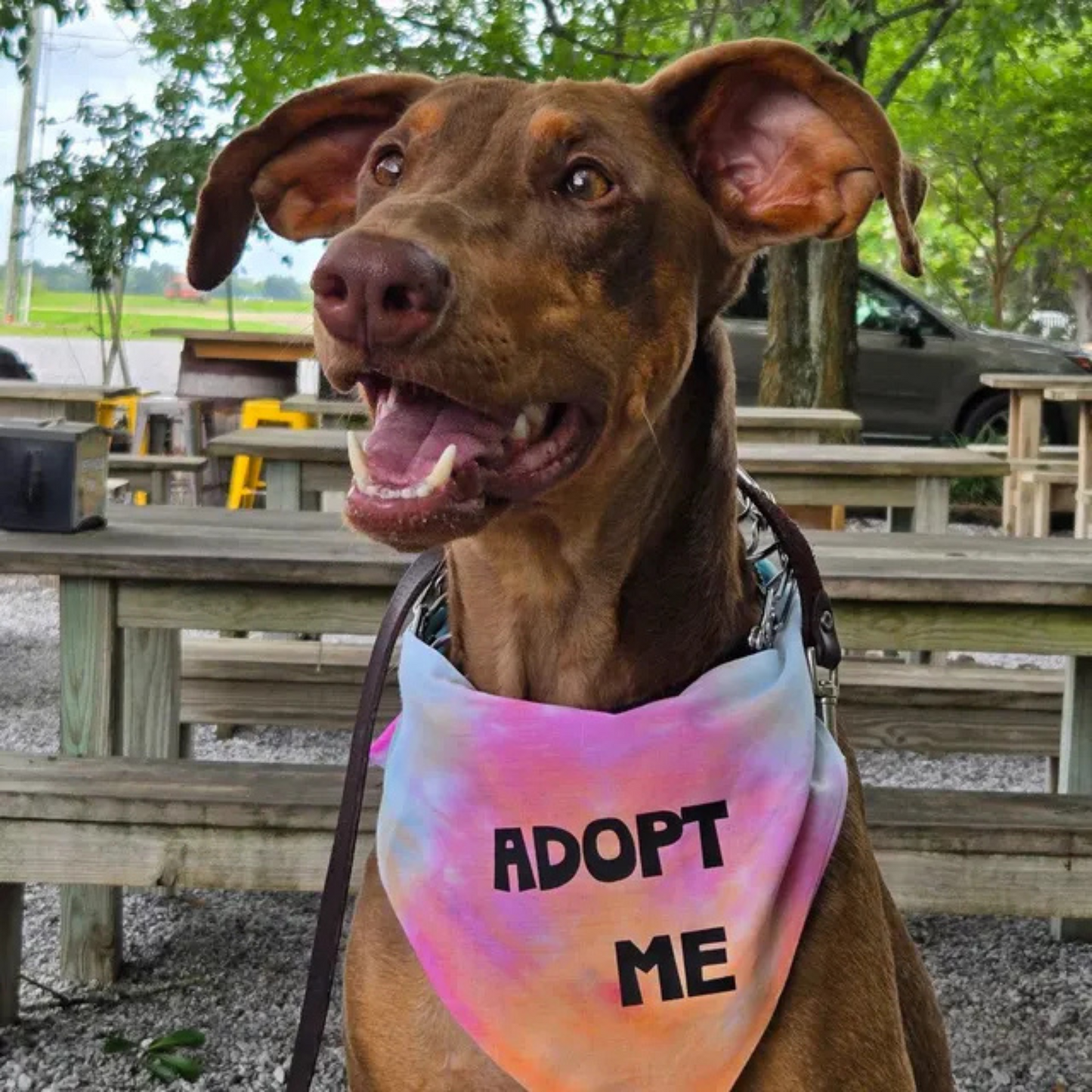 Dog Apparel Adopt Me Tie Dye Dog Bandana Best Seller Premium - main product image