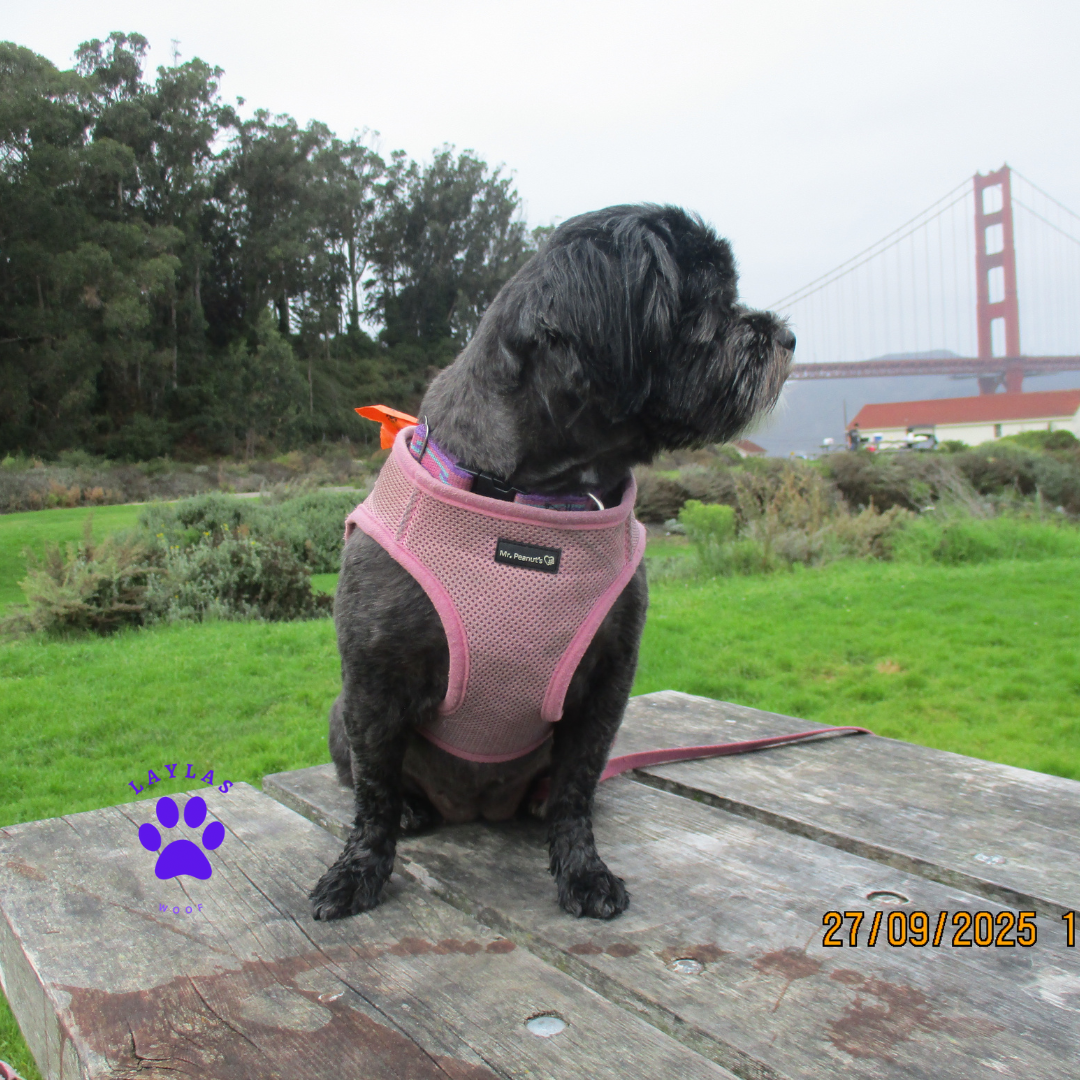 Mr. Peanut's PupTrek Soft Mesh Pet Harness with Matching Leash - Adjustable, Breathable, Choke-Free - gallery image 47