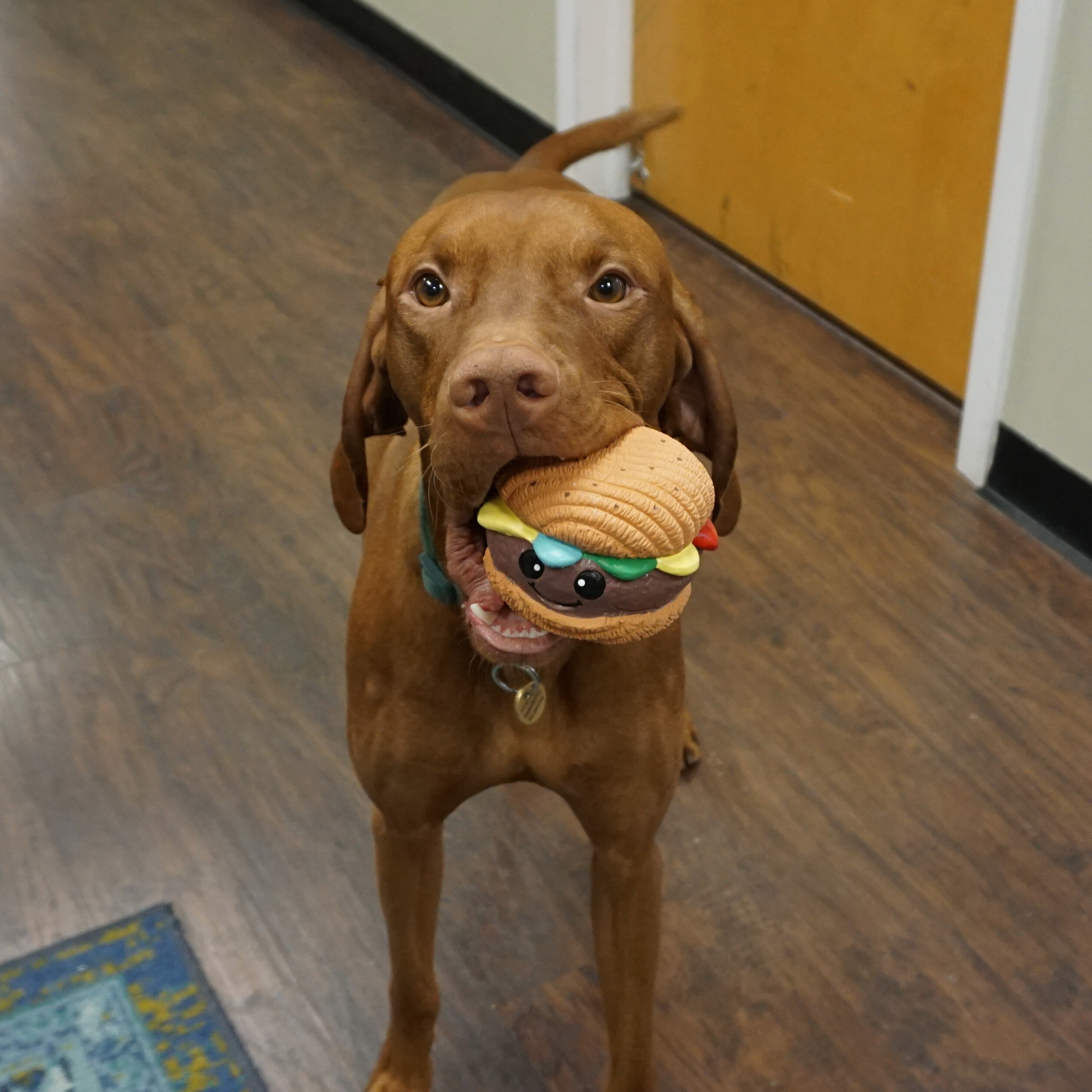 Dog Food Big Buns Foodies Hamburger Ruff-Tex Latex Ball Toy main product image for dogs and cats