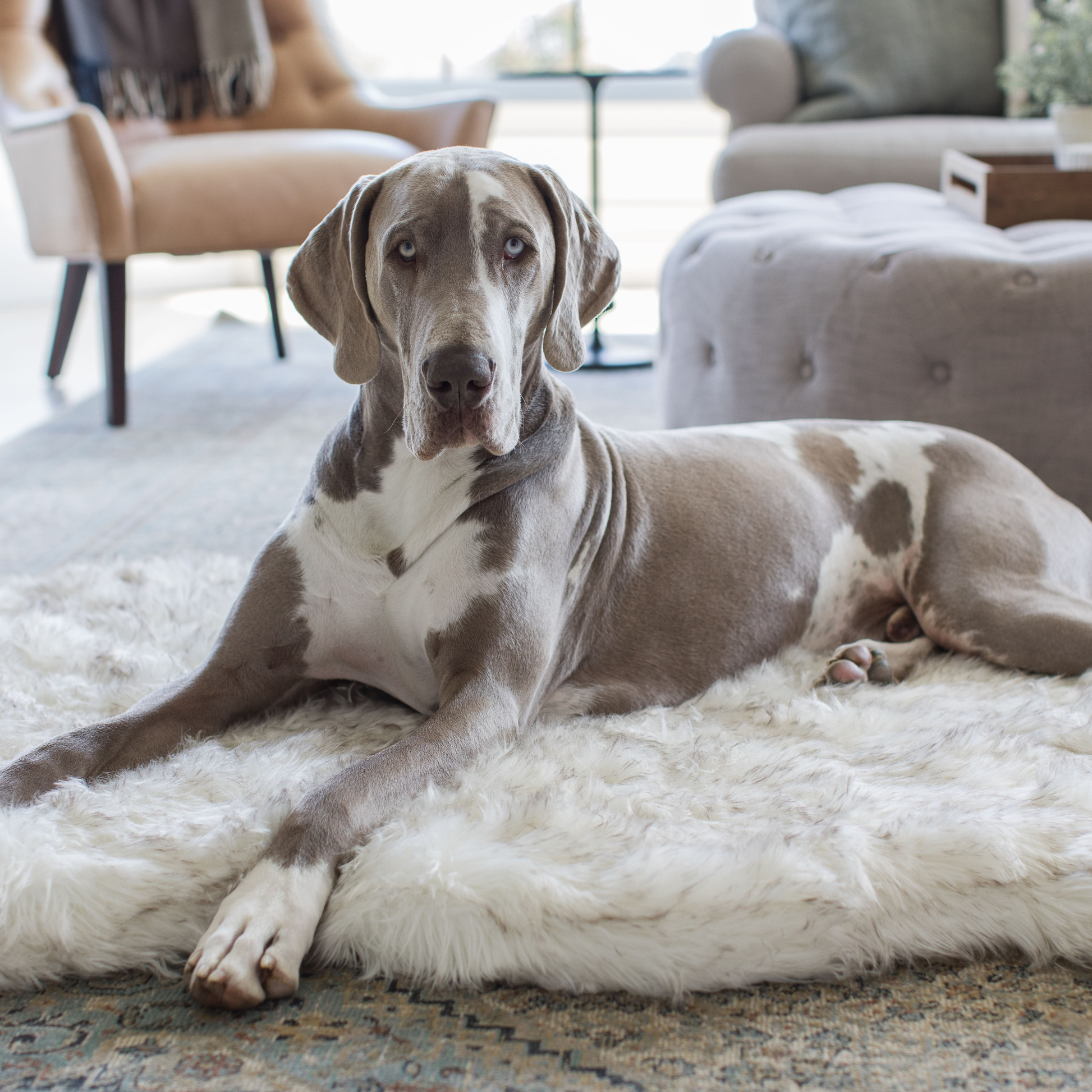 Puprug By Faux Fur Orthopedic Dog Bed Curve White - gallery image 10