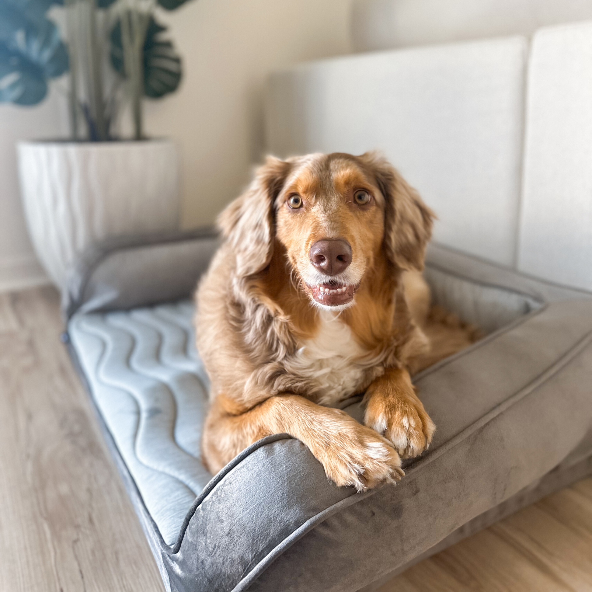 Pupchill Cooling Bolster Dog Bed Washable Pet Bed Comfort - gallery image 11