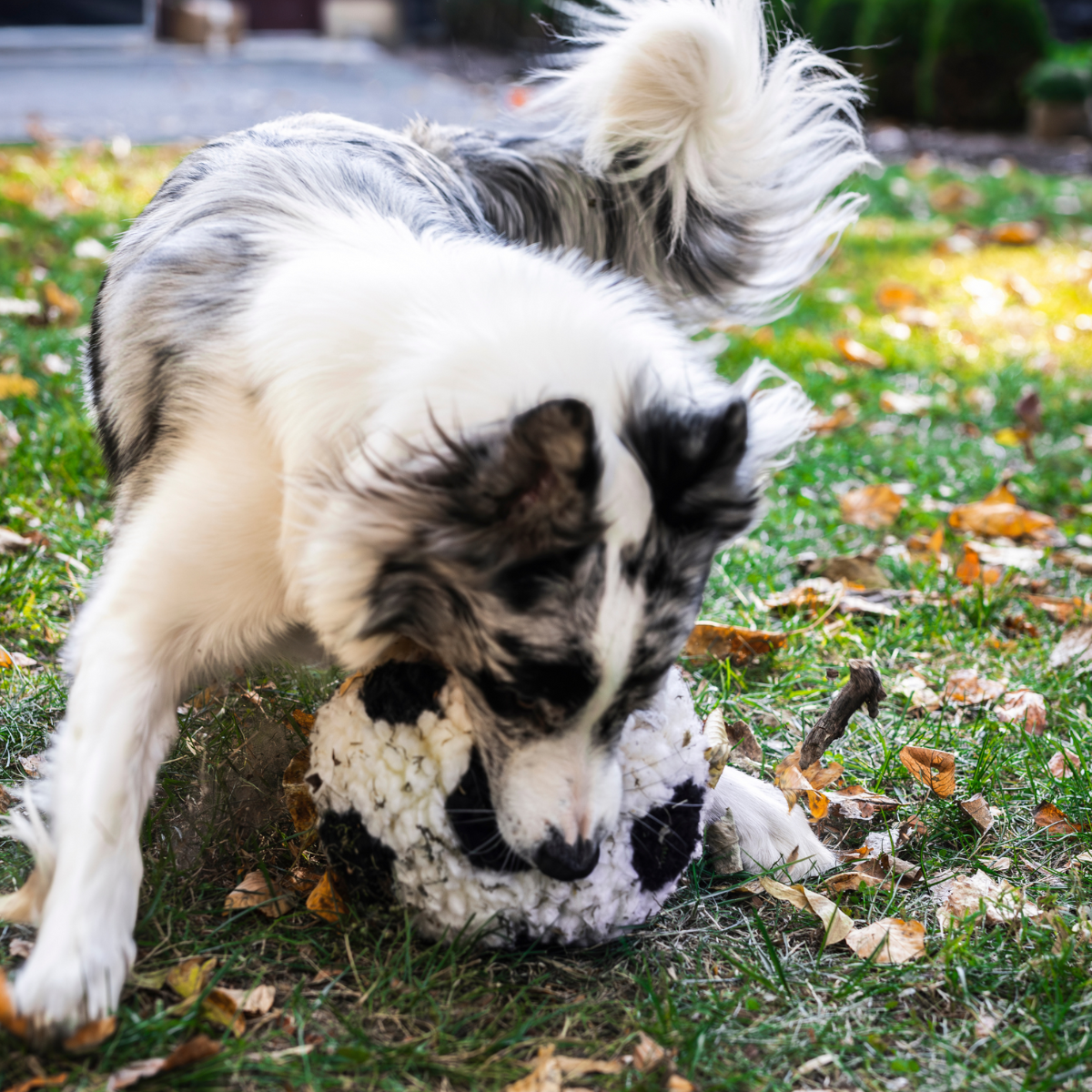 Dog Toy HuggleFleece Soccer Ball Toy Limited World Cup 2026 main product image for dogs and cats