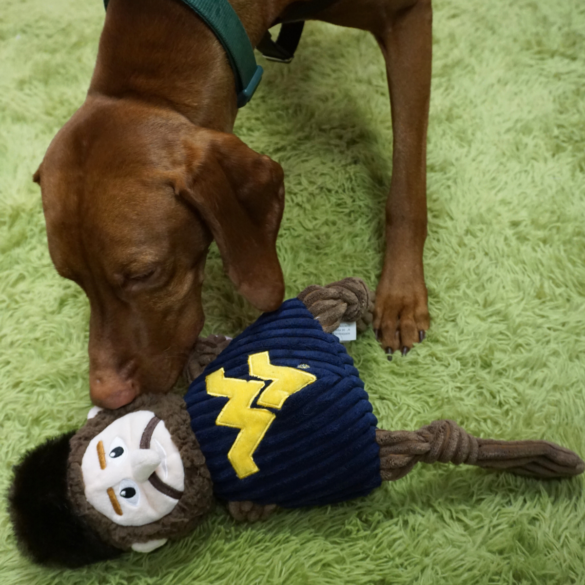 Dog Toy NCAA West Virginia University Mountaineer Knottie main product image for dogs and cats