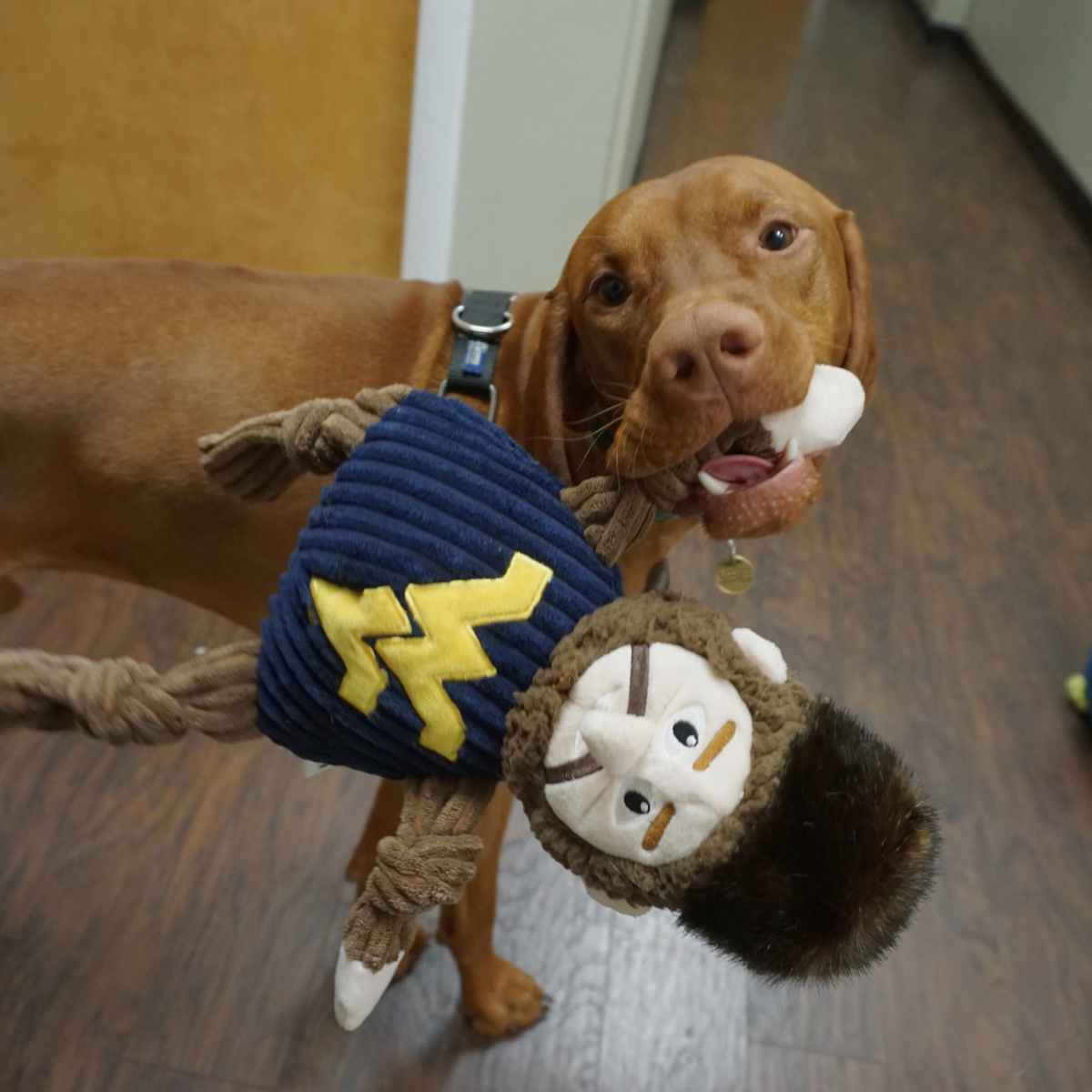 Dog Toy NCAA West Virginia University Mountaineer Knottie main product image for dogs and cats