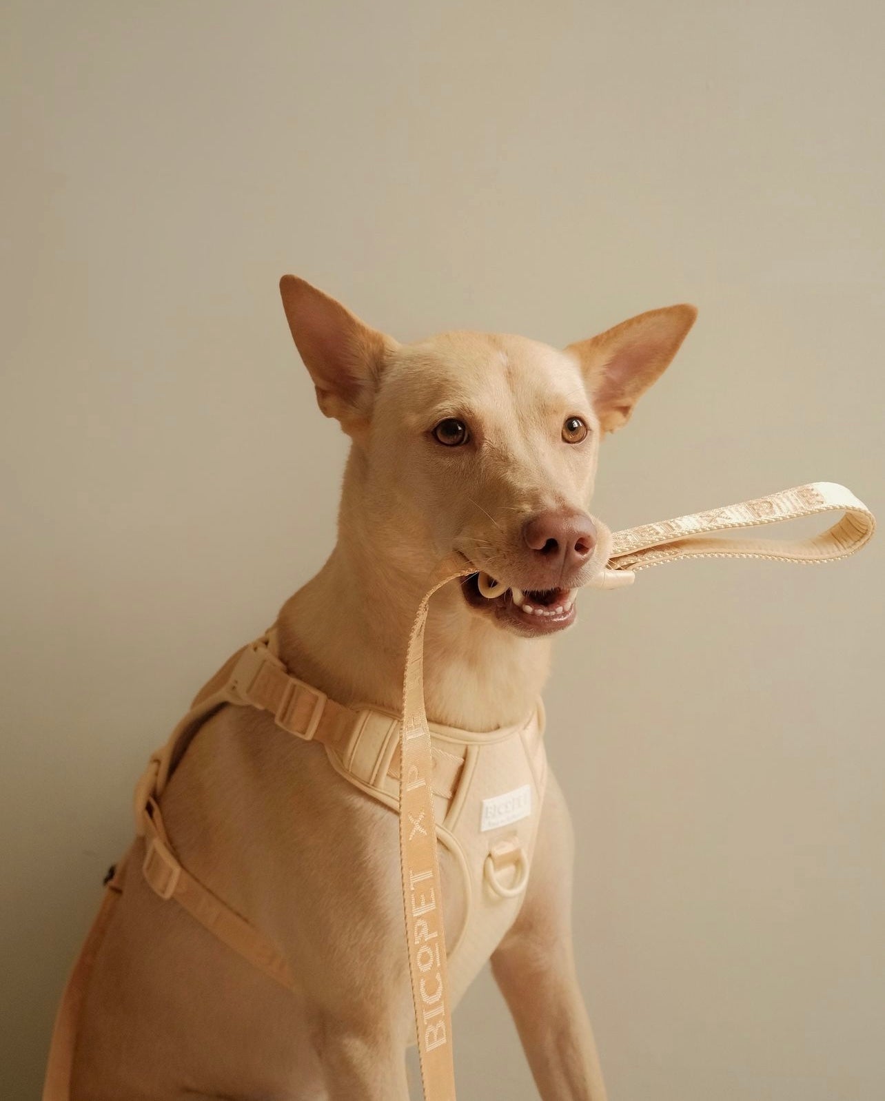 Dog Harness No Pull Active Fit Adjustable APRICOT Walking - gallery image 5