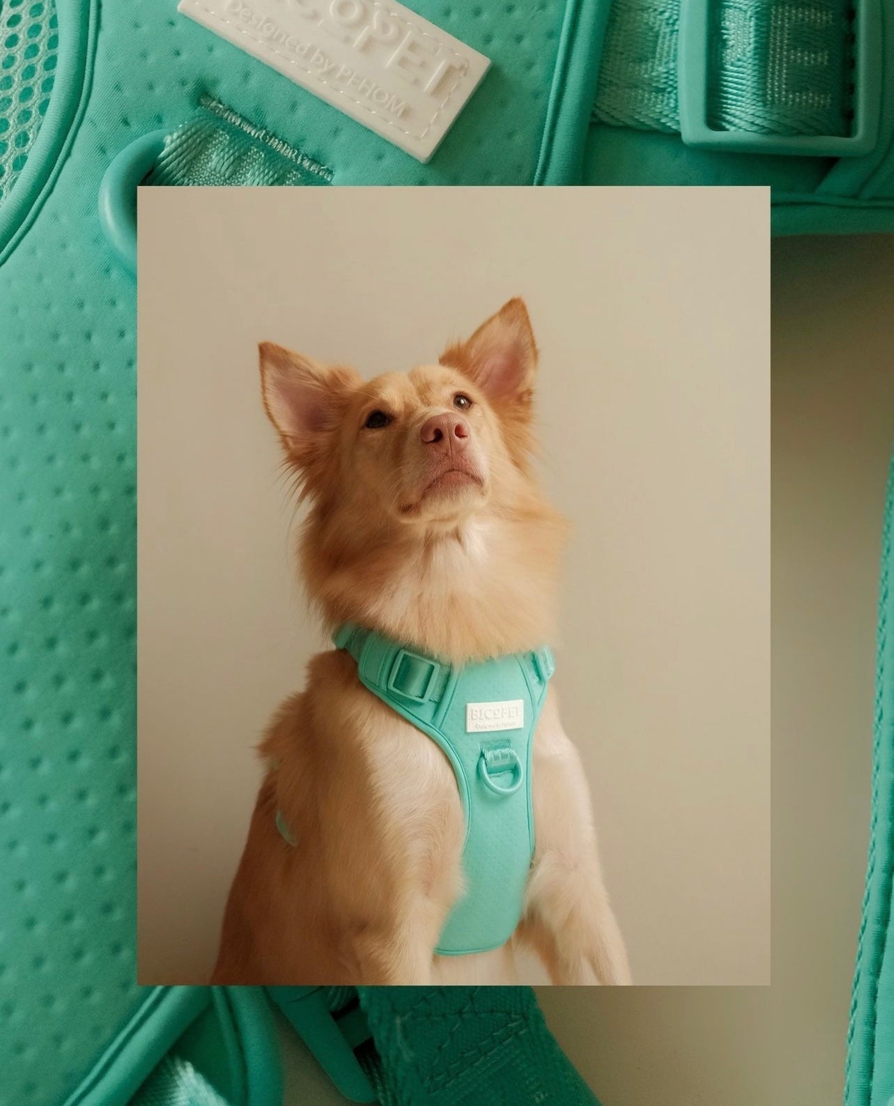 Dog Harness No Pull Active Fit Adjustable MINT GREEN Walking - gallery image 5