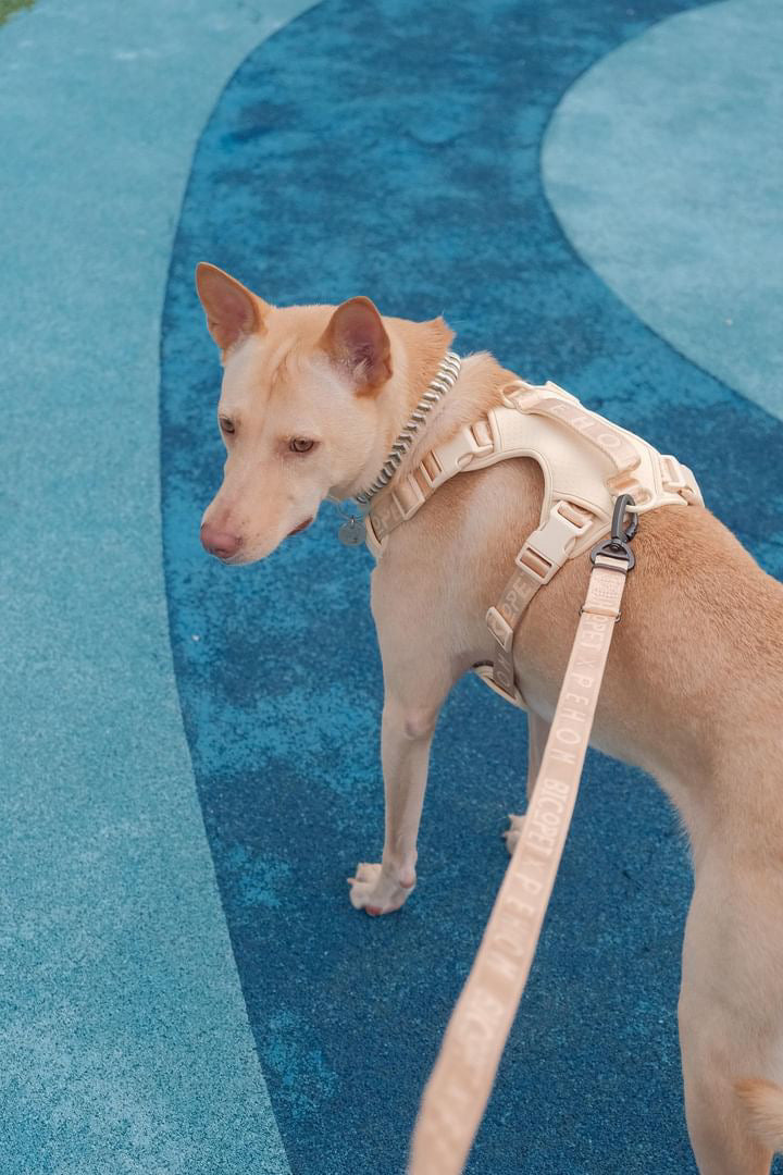 Dog Harness No Pull Active Fit Adjustable APRICOT Walking - gallery image 8