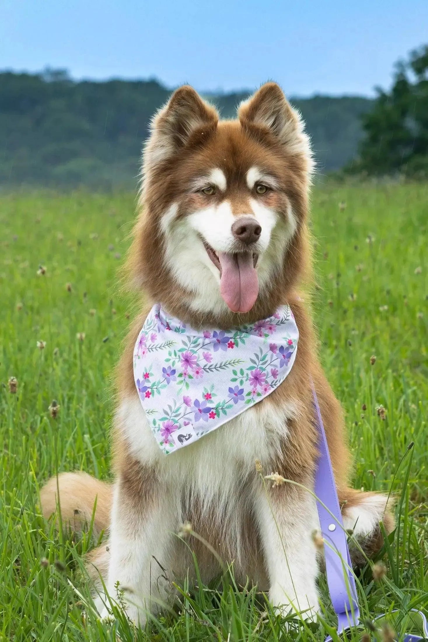 Wildflower Meadow Dog Bandana Matching Keychain Dog Bandanas - lifestyle view