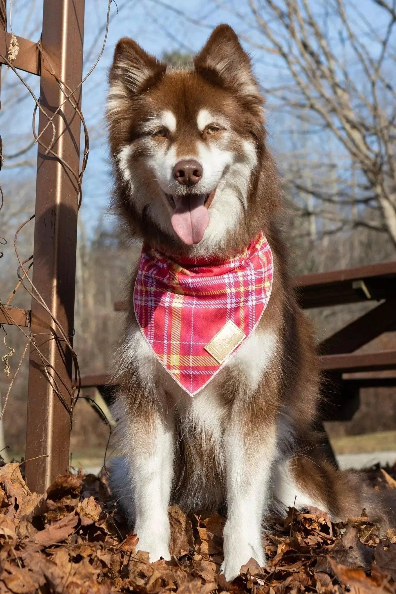 Wine Plaid Dog Bandana Dog Bandanas Premium Pet Supply - detail view