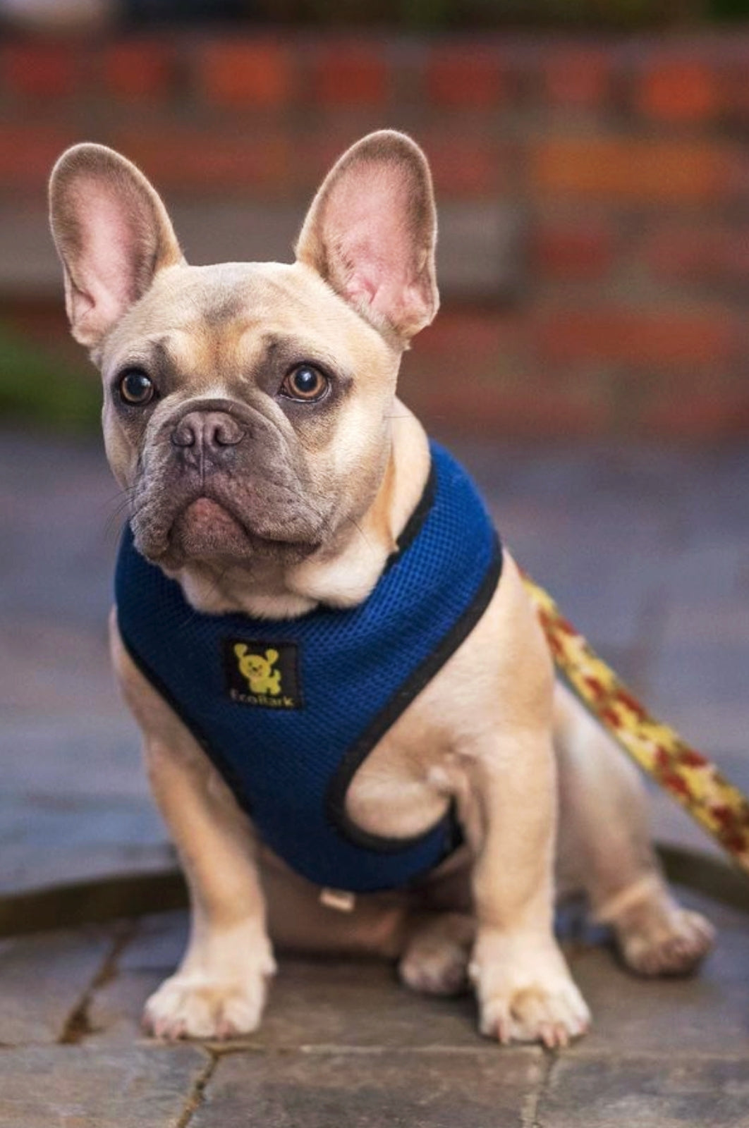 Dog Harness EcoBark Navy Harness Over-the-Head Soft Mesh - gallery product image for dog harness
