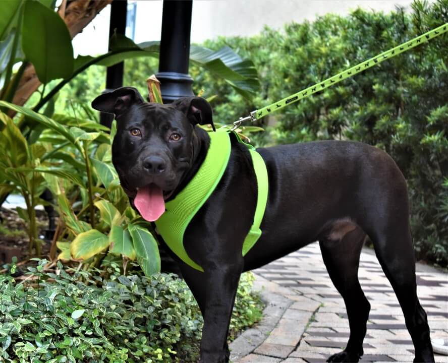 Dog Leash EcoBark Green Leash- Padded Comfort Grip Leash 4ft - gallery product image for dog leash