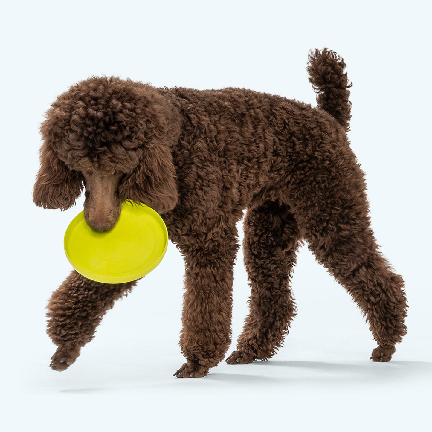 Zisc Interactive Dog Toy Durable Play Premium - close up view