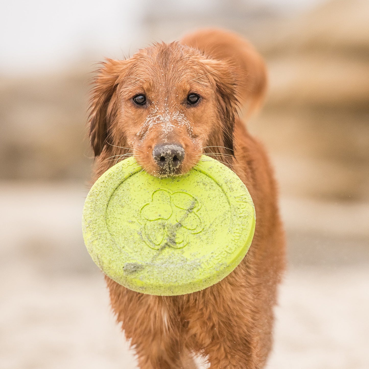 Zisc Interactive Dog Toy Durable Play Premium - gallery image 5