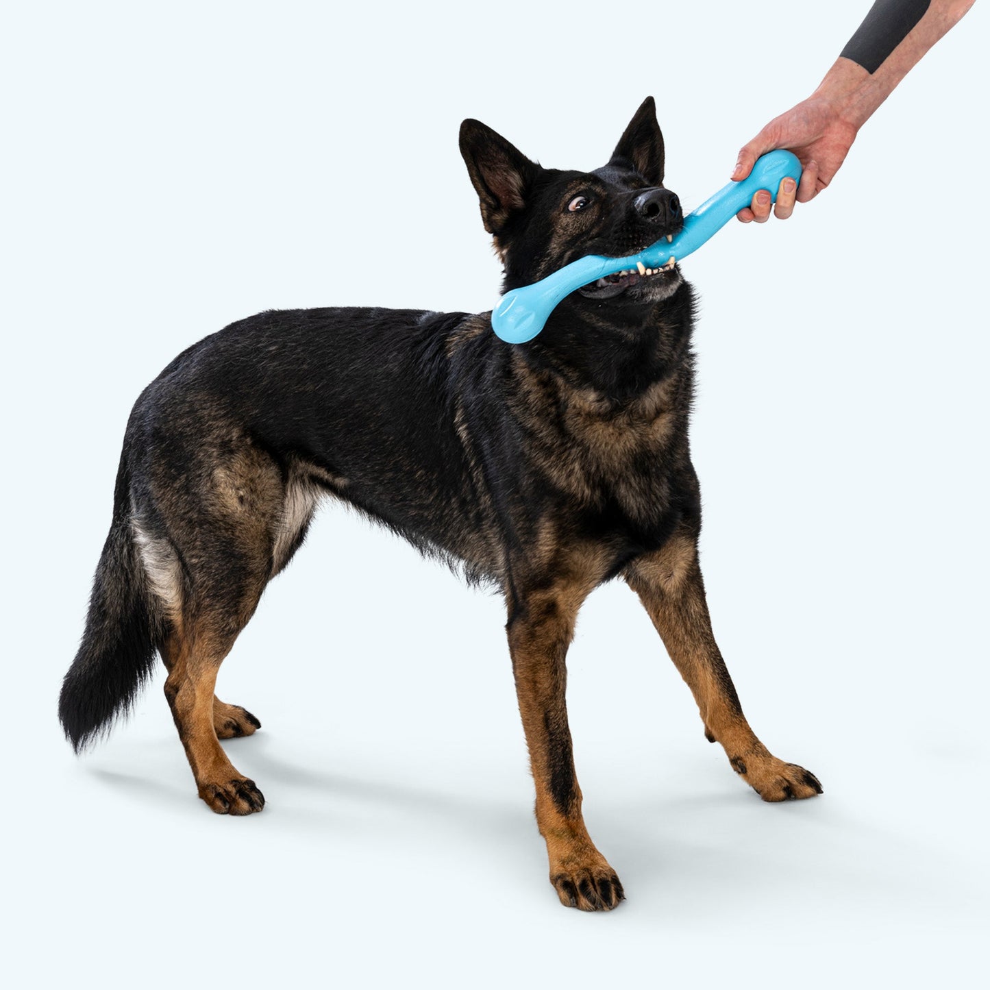Dog Toy West Paw Zwig Tug Toy Interactive Play - lifestyle view