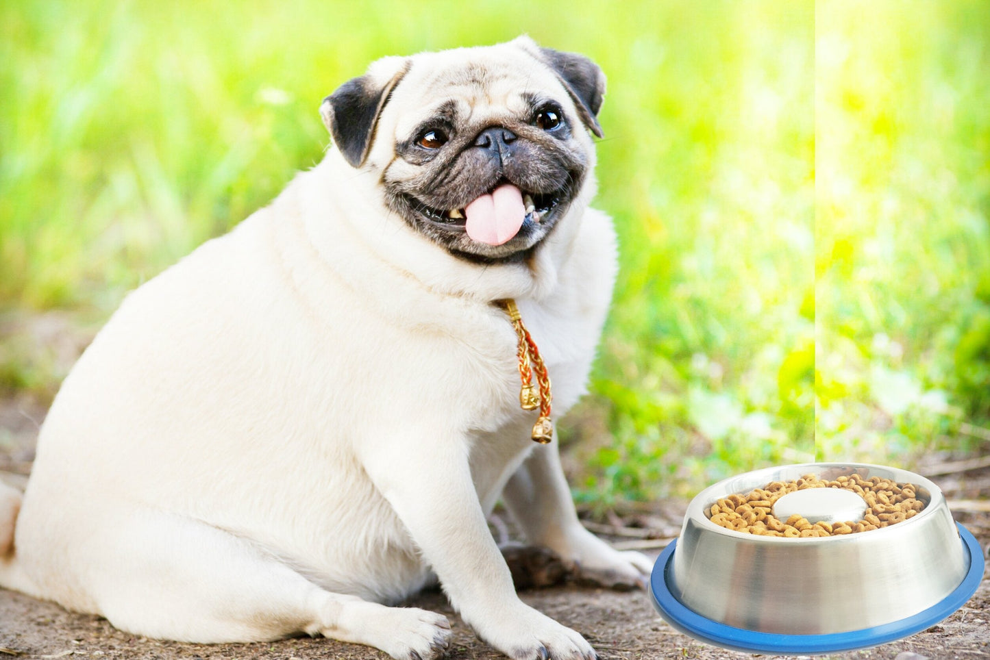 Mr. Peanut's Slow Feed Anti Bloat Dog Bowl with Bonded Silicone Base - gallery image 8