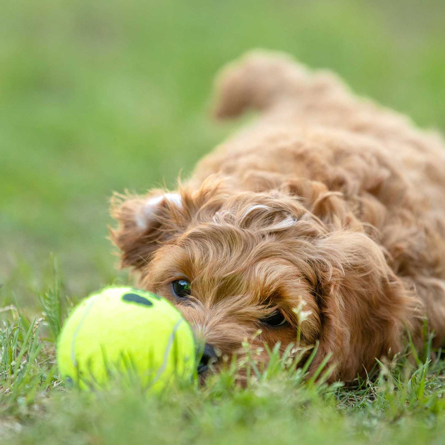 Air KONG Squeaker Tennis Balls for Dogs - size and texture view | Dog Toys at Purrfect Pet Kingdom