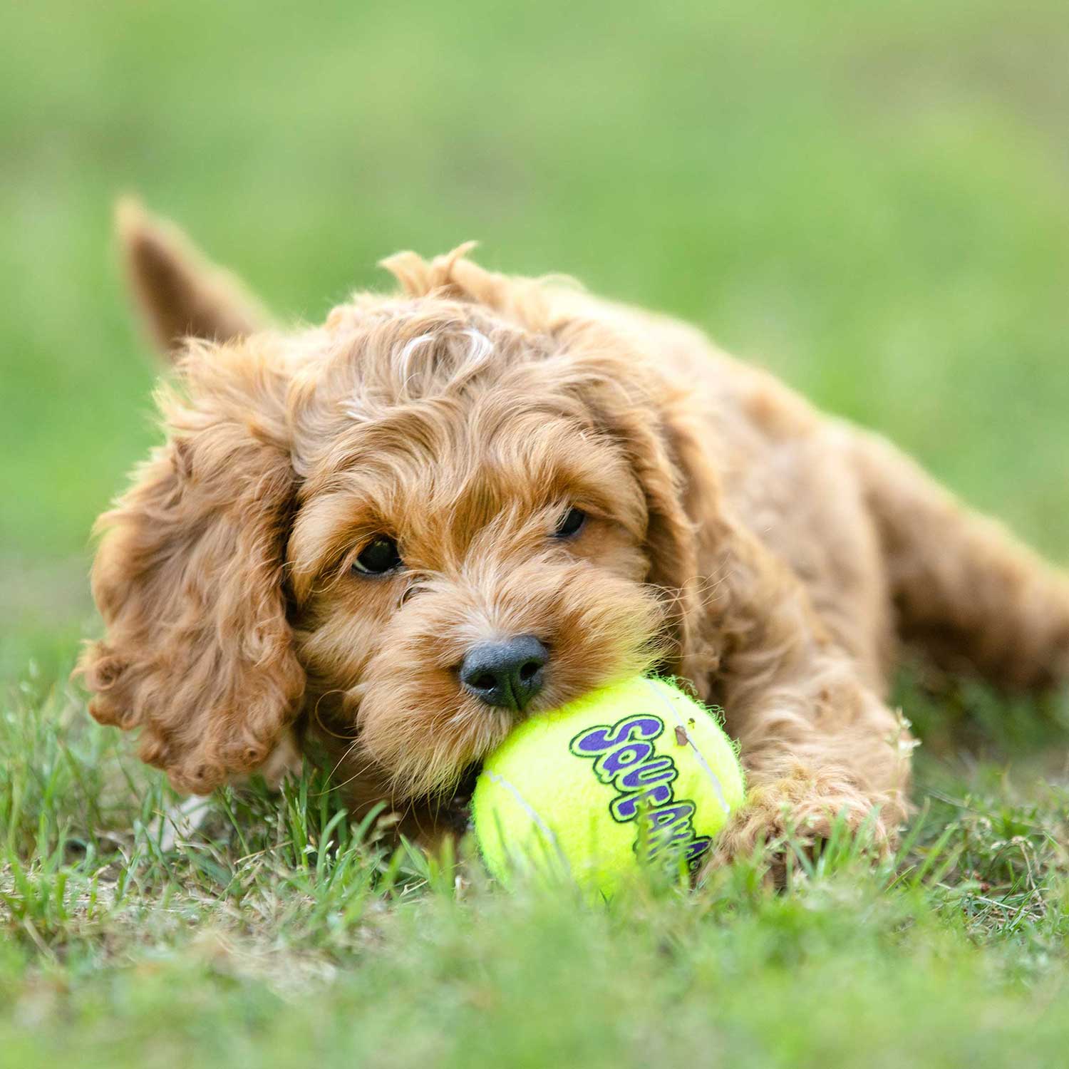 Air KONG Squeaker Tennis Balls for Dogs - gallery view 6 | Dog Toys at Purrfect Pet Kingdom