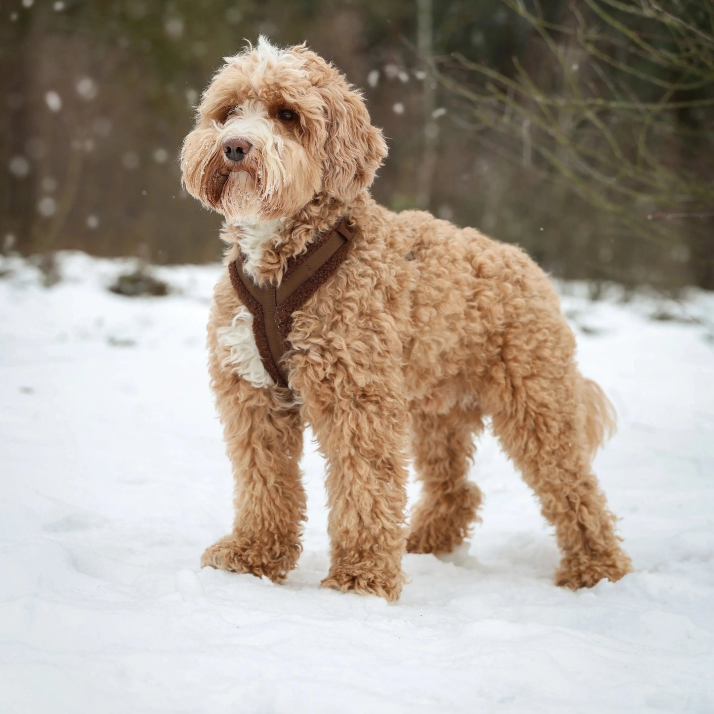 Dog Harnesses 'Bordeaux' Sherpa Dog Harness Premium Pet Supp - lifestyle view