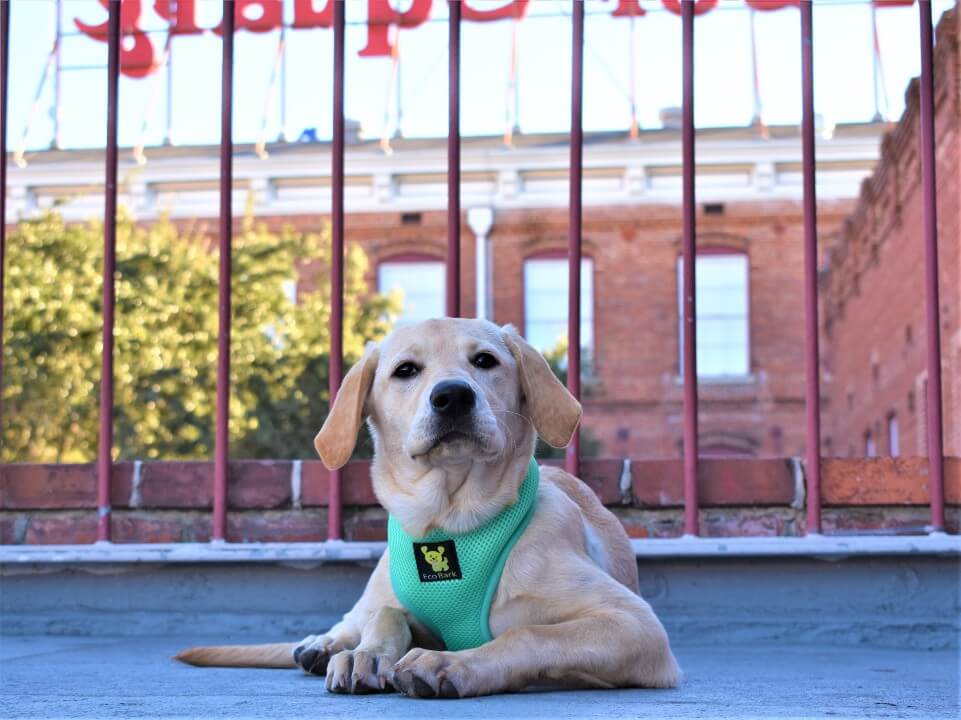 Dog Harness EcoBark Mint Turquoise Harness Over-the-Head - gallery product image for dog harness
