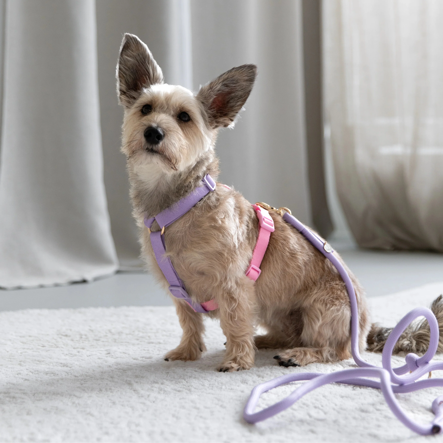 Lavender and Pink - Dog Harness - lifestyle view