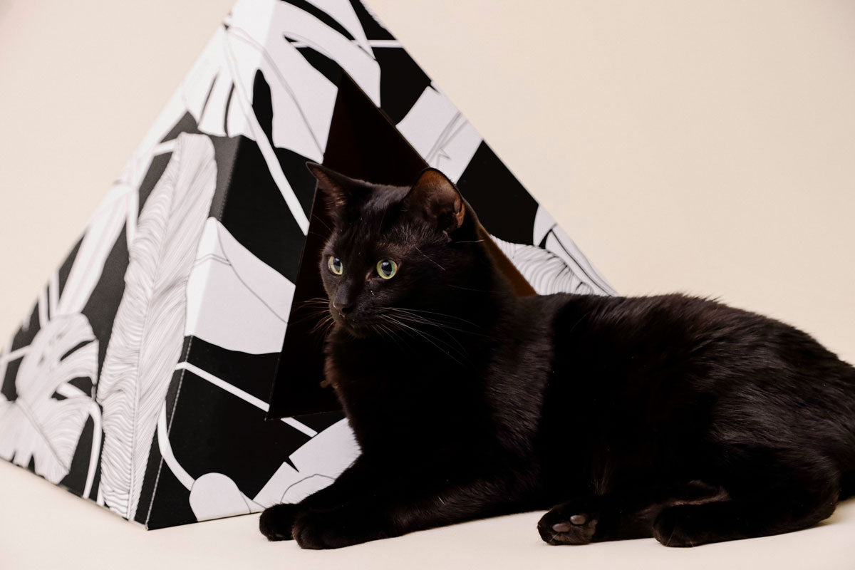 'Dark Paradise' Cardboard Cat Pyramid - close up view