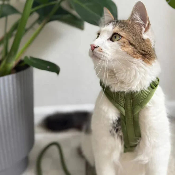 Green - Velvet Dog Harness - lifestyle view