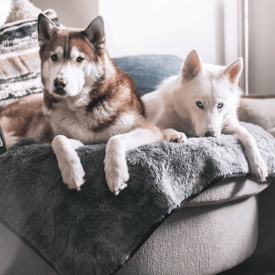 Pupprotector Summer Short Fur Waterproof Throw Blanket Grey - lifestyle view