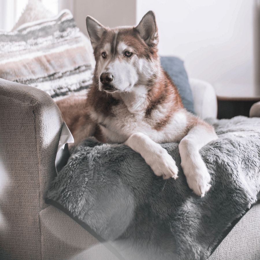 Pupprotector Summer Short Fur Waterproof Throw Blanket Grey - gallery image 10