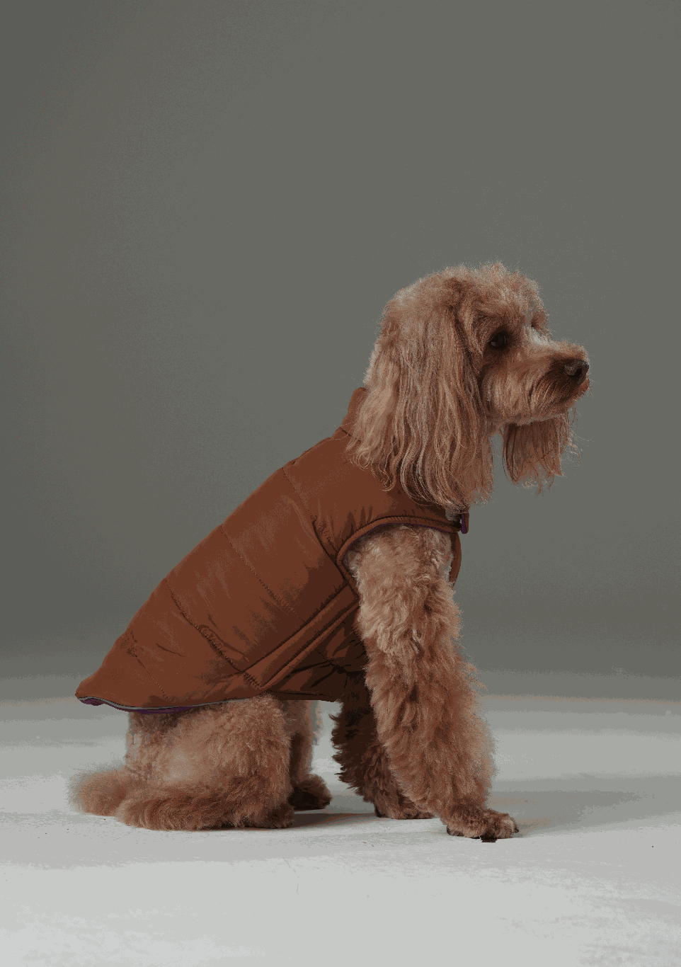 Reversible Dog Vest Jacket Purple Caramel Dog Apparel Pet - lifestyle view