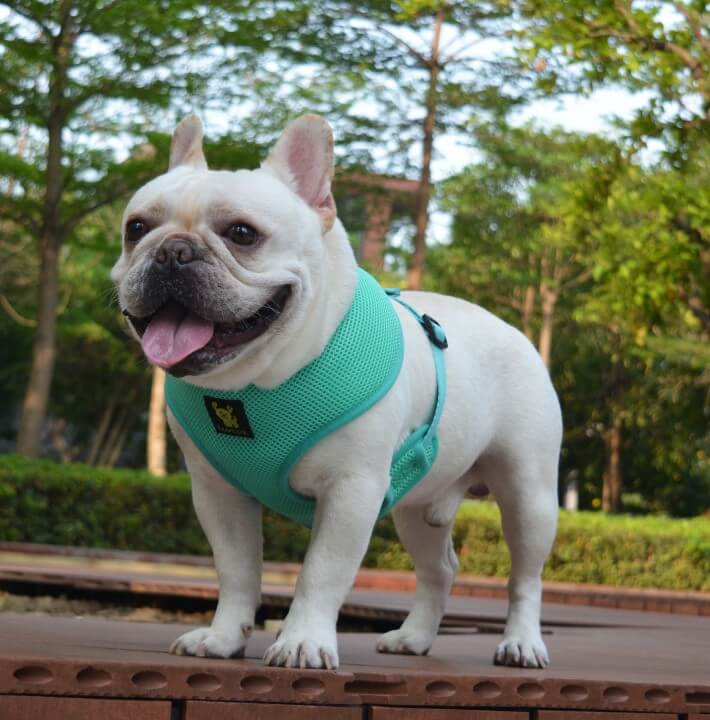 Dog Harness EcoBark Mint Turquoise Harness Over-the-Head - gallery product image for dog harness