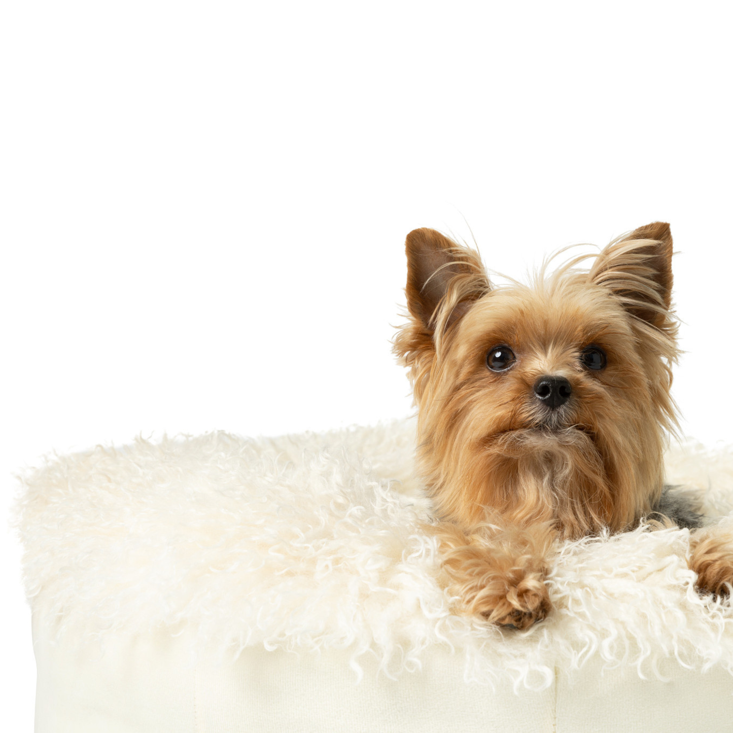 PupPoufT Luxe Faux Fur Donut Dog Bed - Plush Sheep Ivory - lifestyle view