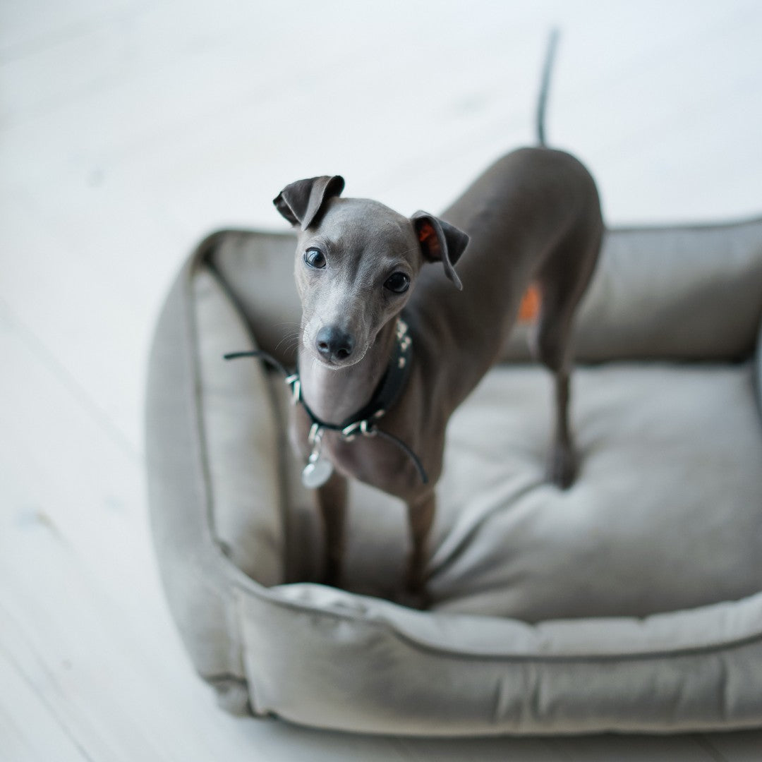 Classic Gray Velvet Sleeper for Elegance and Royal Comfort main product image for dogs and cats