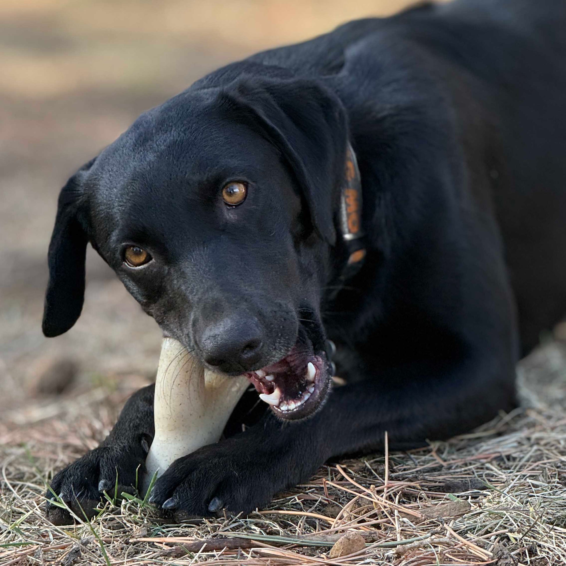 Ever Antler Nylon Chew Bone Elk Antler Shaped Dog Toy For - gallery image 7