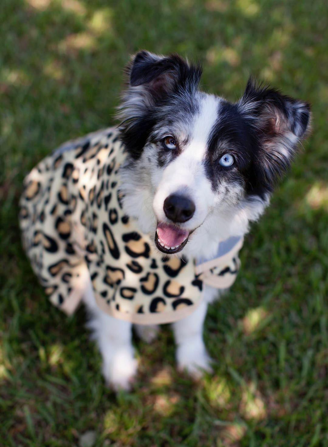 Expression Moisture Wicking Fleece Dog Coat Dog Pet - gallery image 12