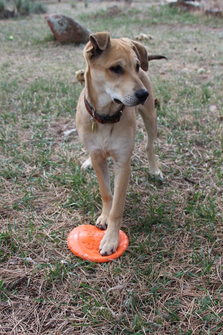Dog Enrichment Toy Slow Feeding Medium Orange Durable Premiu - gallery image 11