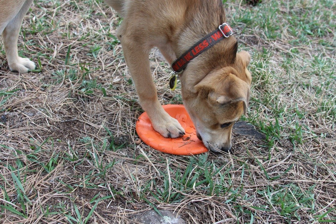 Dog Enrichment Toy Slow Feeding Medium Orange Durable Premiu - gallery image 12