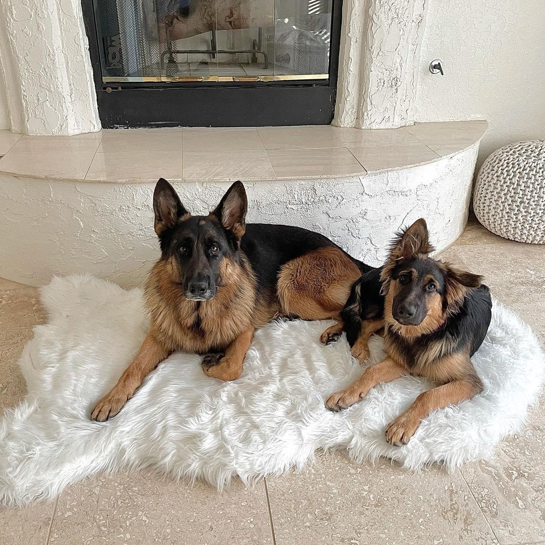 Memory Foam Dog Bed Faux Fur Polar White Orthopedic Comfort - gallery image 9