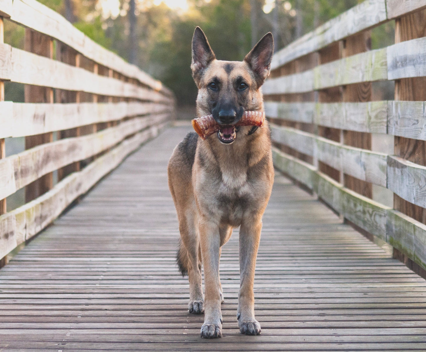 Dog Treats Beef Trachea Single Ingredient Chews Natural Rewa - gallery image 6