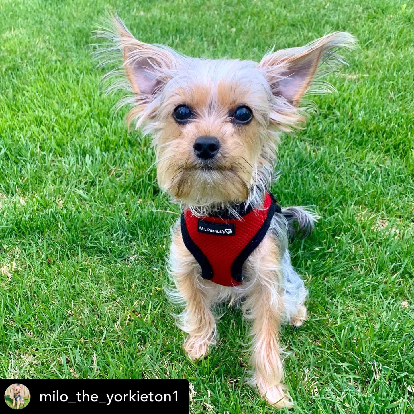 Mr. Peanut's PupTrek Soft Mesh Pet Harness with Matching Leash - Adjustable, Breathable, Choke-Free - lifestyle view