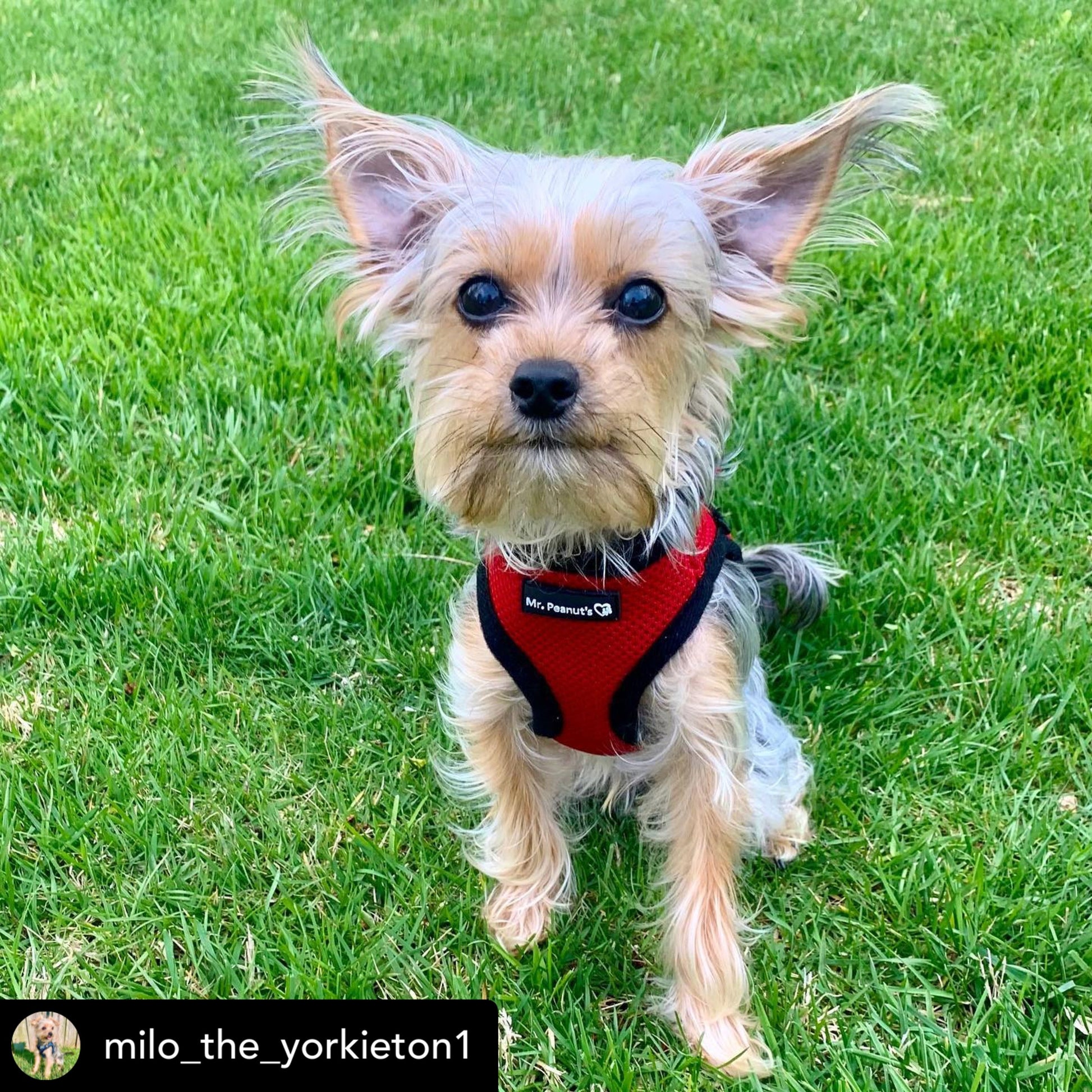 Mr. Peanut's PupTrek Soft Mesh Pet Harness with Matching Leash - Adjustable, Breathable, Choke-Free - lifestyle view