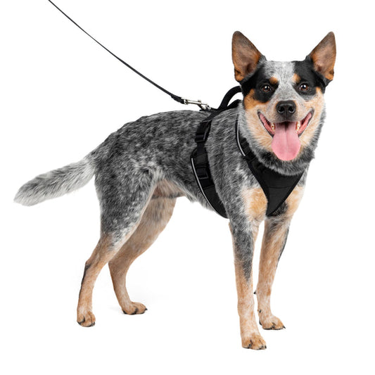 Petsafe Easysport Harness Black Md Adjustable Dog Walking - main product image