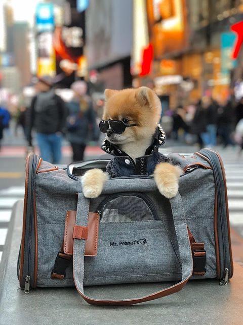 Mr. Peanut's Gold Series Standard Size Airline Compliant Pet Carrier - lifestyle view