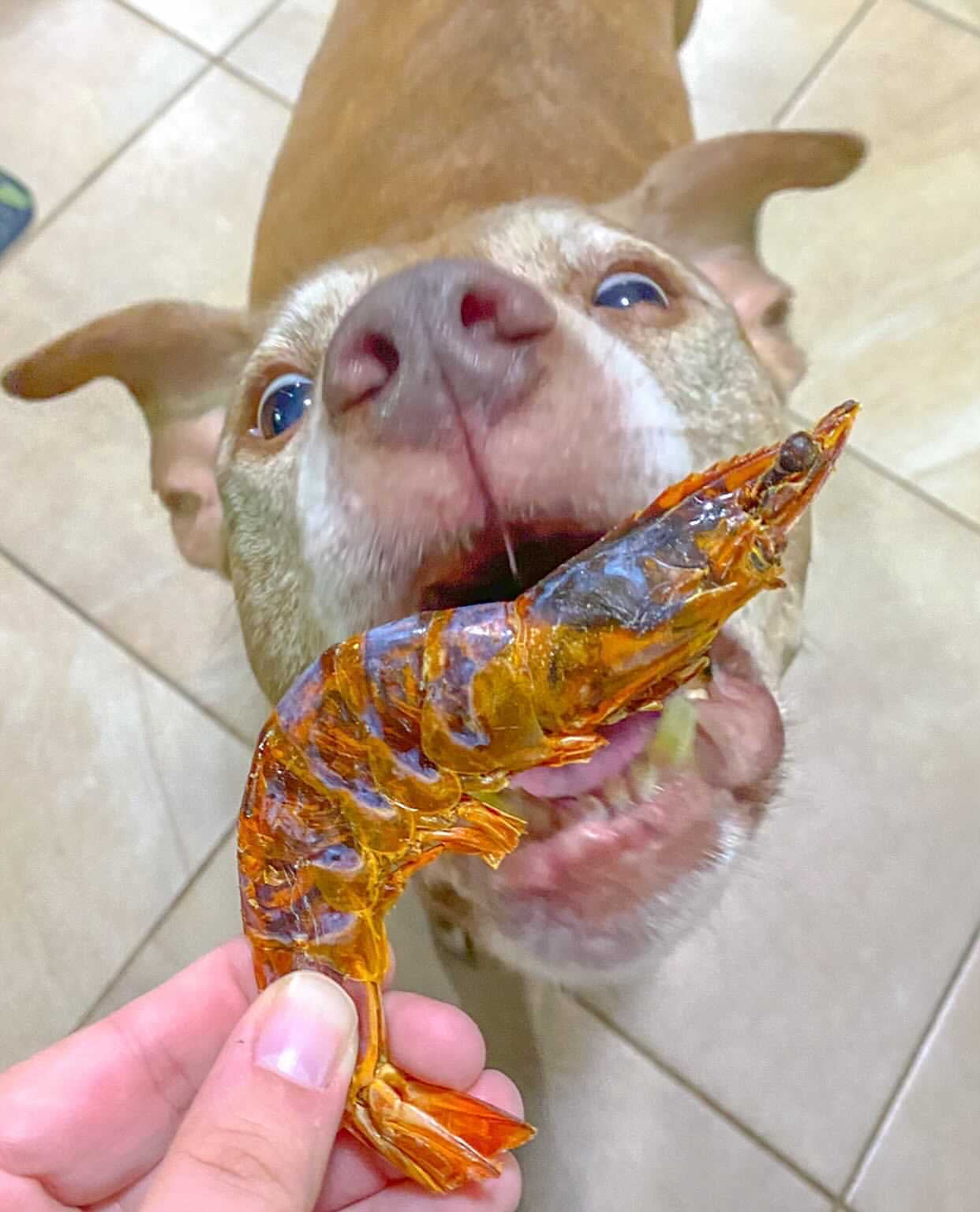 Dog Treats Shrimp Treat Single Ingredient Chews Natural Rewa - gallery image 6