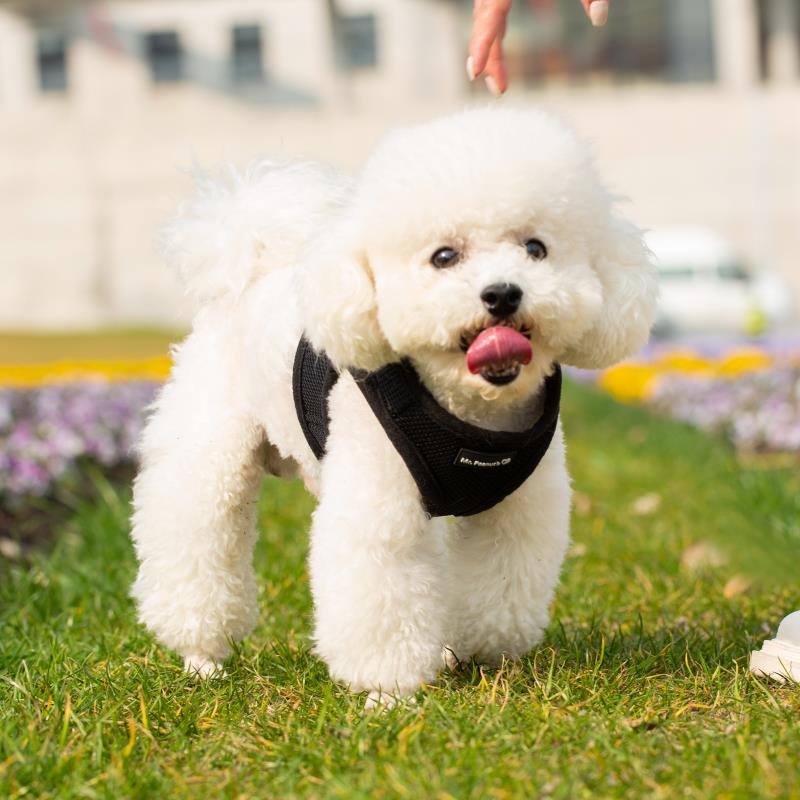 Mr. Peanut's PupTrek Soft Mesh Pet Harness with Matching Leash - Adjustable, Breathable, Choke-Free - gallery image 19