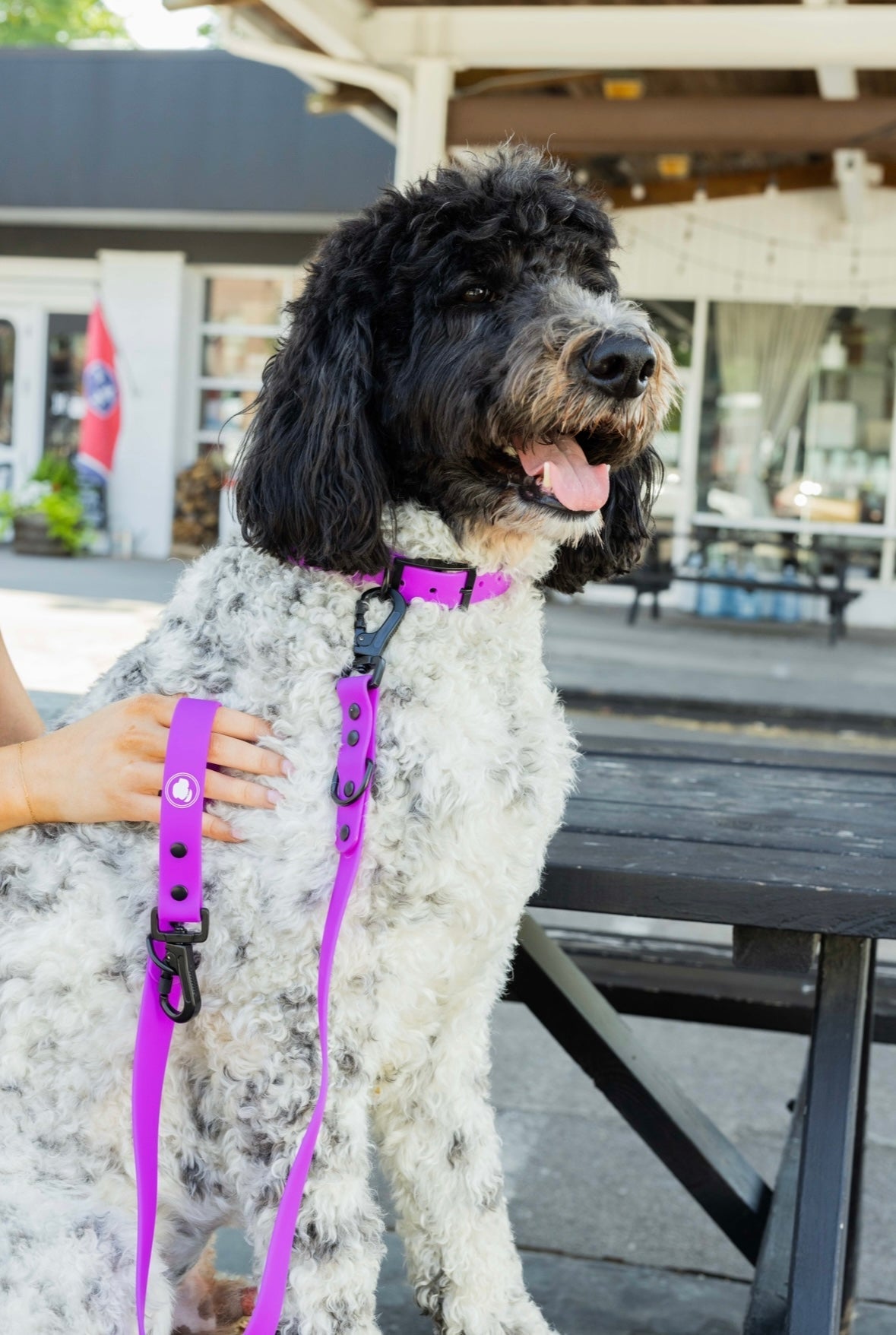 Dog Leash Leash Electric Fuchsia Everyday Walking Leash - lifestyle product image for dog leash